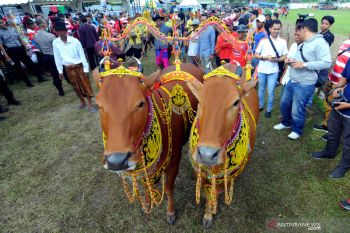 Sapi Sonok