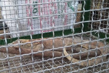 Pemerintah maksimal pertahankan Manggarai Barat habitat komodo di dunia