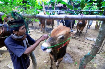 Apel Sapi Ternak