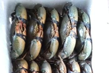 Harga Kepiting Bakau di Lampung Timur Rp120 ribu