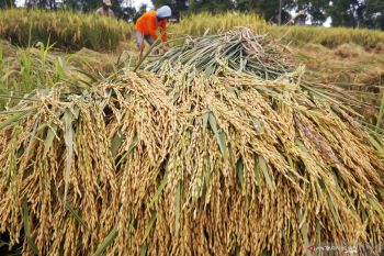 Masuki musim panen, harga gabah di Lampung  malah turun