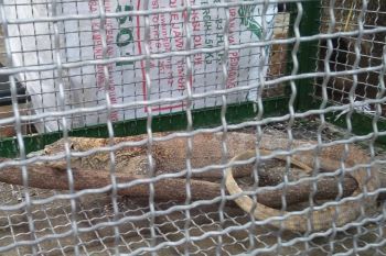 Indonesia bisa ambil kembali Komodo di luar negeri, kata pengamat