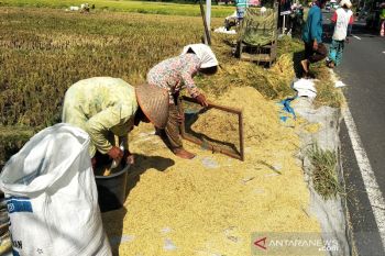 Harga gabah tingkat petani di Kulon Progo anjlok (VIDEO)