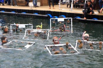 Transplantasi Terumbu Karang