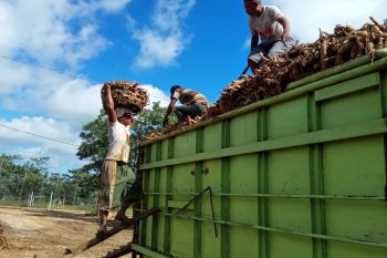 Harga Singkong Turun di Mesuji Lampung