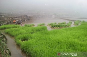 Padi beras merah dan hitam dikembangkan di Kabupaten Pekalongan