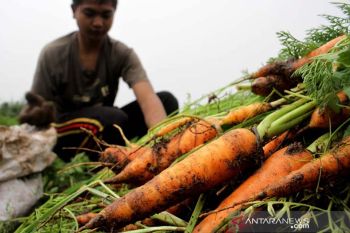 Harga wortel anjlok