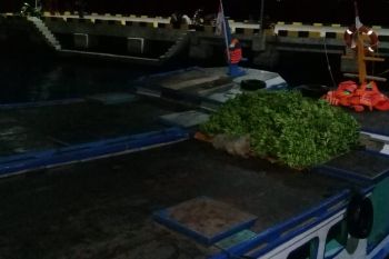 Pulau Sebesi, pemasok utama pisang ke Banten