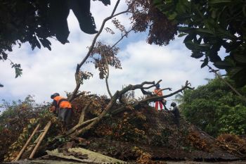 Angin kencang menumbangkan pepohonan di Sleman