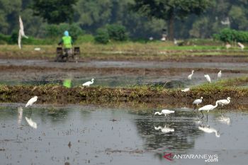 Populasi burung Kuntul kecil
