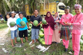 Petani Dayun tanam semangka di tengah lahan Sawit