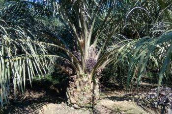 Petani  enggan panen sawit karena harga jual rendah