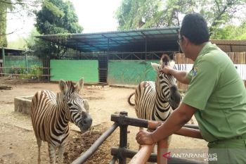 Dolphin Center Batang bangun kampung tematik di Sigandu