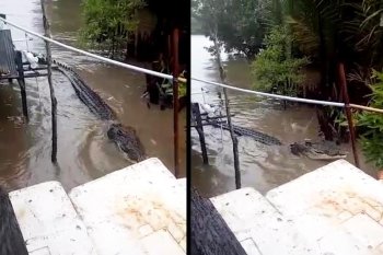 Buaya datang karena bangkai binatang dibuang ke aliran sungai