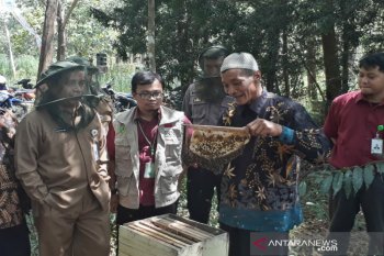 Peternak lebah di Gunung Kidul budi daya madu hitam di Hutan Banaran
