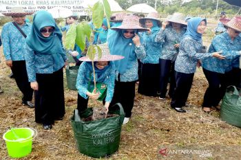 Selamatkan tanaman lokal dari kepunahan, kata TP PKK Kalteng