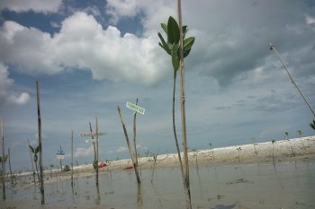 Objek Wisata Pantai Mutiara Baru di Lampung Timur