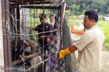 Setelah empat bulan merawat, Suparto serahkan burung elang ke BKSDA (video)