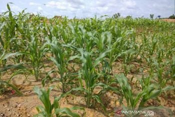 Sorghum, West Kalimantan's potential alternative to wheat