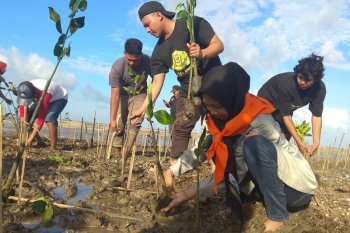 Mahasiswa tanam 6.500 mangrove di Pantai Pohijo