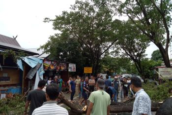 Satu rumah warga rusak tertimpa pohon tumbang