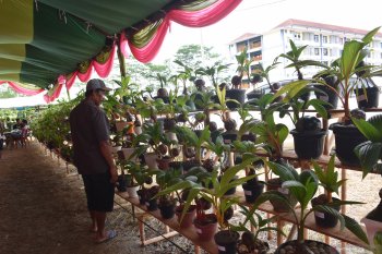 Festival Bonsai Kelapa