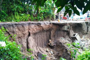 Ratusan pohon mati di Lombok Barat ditebang