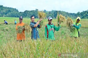 Luas panen menyusut, harga gabah di tingkat petani naik