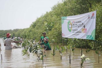 Semen Indonesia tanam 1.000 mangrove di pesisir utara Gresik.