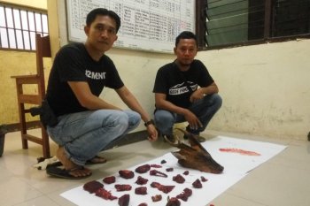 Tim gabungan Agam amankan pemburu satwa dilindungi