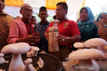Budidaya jamur susu