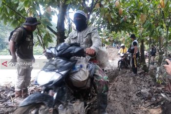 Petani kakao di Sigi keluhkan hasil panen turun drastis
