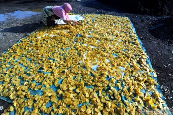 Produksi keripik tempe