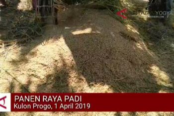 VIDEO : Panen raya padi