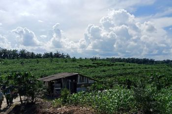 Memperkenalkan teknologi pengembangan jagung