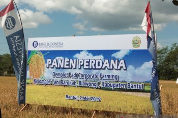 Pemkab mengharapkan demplot padi binaan Bank Indonesia sejahterakan petani