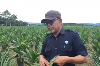 Perusahaan sawit PT UWTL replanting 350 ha tahun ini