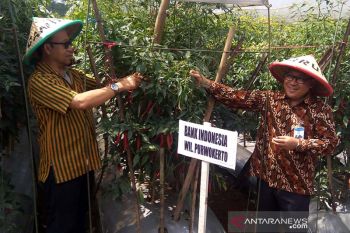 Kendalikan inflasi, BI Purwokerto kembangkan klaster cabai (VIDEO)