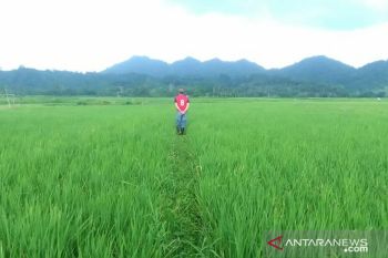 Kesejahteraan petani Sulawesi Utara naik tipis