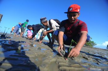 Tanam Mangrove di Pamekasan