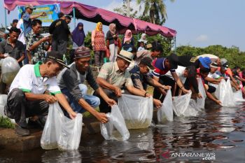 Ratusan ribu bibit ikan ditebar di Danau Ulak Sekayu