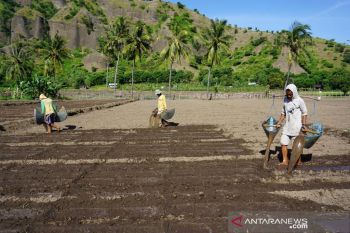 BPS: jumlah pengangguran di NTB berkurang 1.917 orang
