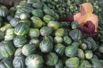 Pengusaha buah lipatgandakan stok Blewah
