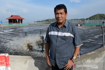DR Hasanuddin Atjo, MP: Industrialisasi udang harus dipercepat