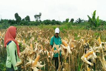 Produksi pertanian di Bartim terus alami peningkatan, kata Bupati
