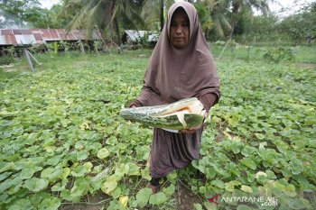 Panen timun suri