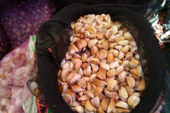 Makassar datangkan bawang putih dari Bima untuk stabilkan harga