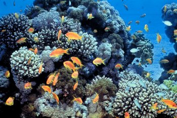 Indonesia:  Pentingnya perlindungan terumbu karang global