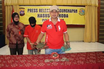Polisi Agam tangkap pengedar ganja tanpa perlawanan