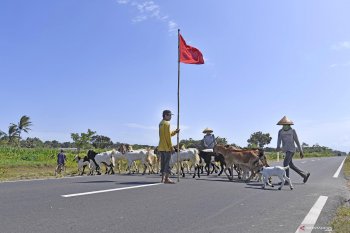 Waspada ternak melintas di jalur selatan Jawa